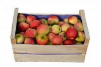 5 kg petites pommes
